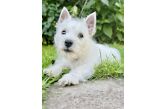 WEST HIGHLAND WHITE TERIER