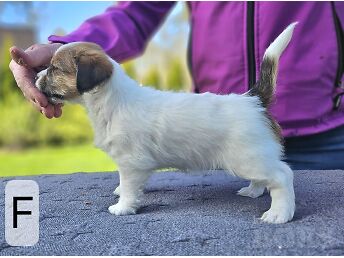 JACK RUSSELL'I TERJER