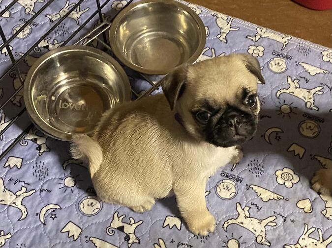 MOPSI KUTSIKAD, müük, kuulutus 91236464 Kuldne Börs