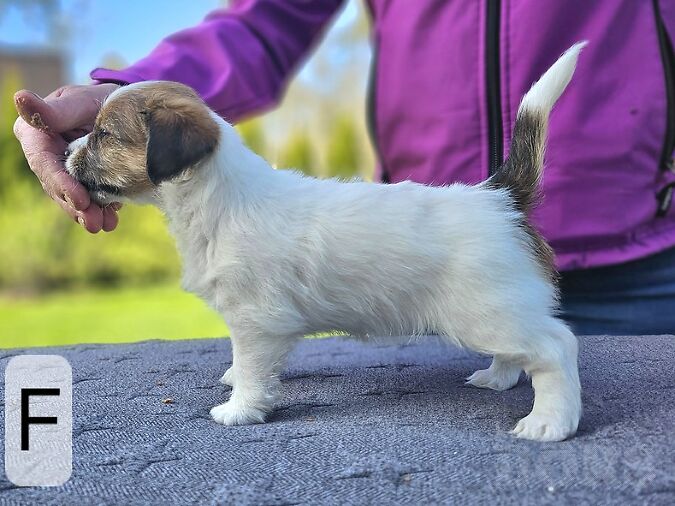 JACK RUSSELL'I TERJER
