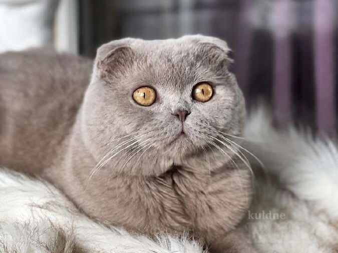 VÄGA KAUNID JA ARMSAD SCOTTISH FOLD KASSIPOJAD, müük, kuulutus 92779173 ...