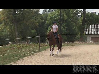 BEAUTIFUL OLDENBURG HORSE